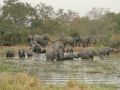 01 troupeau d une trentaine d elephants